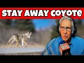 KEEP COYOTES Away Forever with These Simple Tricks