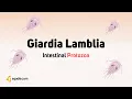Download Lagu Intestinal Protozoa Parasites | Giardia Lamblia | Microbiology for Medical Students