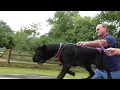Cane Corso A day in the Life part 2 We do it better