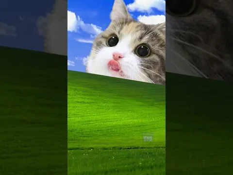 Kitten Meow Sound Variations