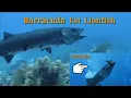 Barracuda Attacks Lionfish kinain ng walang ka gatolgatol