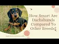 How Smart Are Dachshunds Compared To Other Breeds