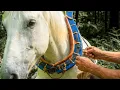 This Collar Changed Transport Forever