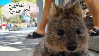 E87 –  The Happiest Animal On Earth, Rottnest Island Quokkas