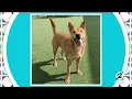 Amazing Animal Tale Ruffus HOUSTON LIFE KPRC2