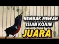 Download Lagu Konin gacor full isian mewah,masteran Kolibri ninja rol panjang#koningacor