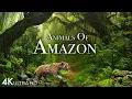 Download Lagu Animals of Amazon 4K - Animals That Call The Jungle Home | Amazon Rainforest |Scenic Relaxation Film