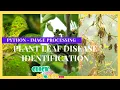 Python Image Processing Project - Agricultural Plant Leaf Disease Identification