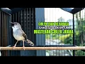 Lagu suara burung CIBLEK GACOR NGEBREN Pancingan Ciblek Semi bahan jadikan ciblek kristal gacor Tarung
