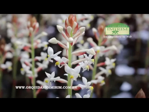 LUDISIA DISCOLOR ORQUÍDEA JÓIA