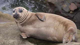 1 Hour of Seals Bouncing and Sleeping