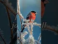 Download Lagu Bullfinch Song – Soft, Whistling Bird Call | Relaxing Nature Ringtone  #birdsound #birds #nature