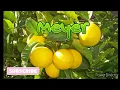 5 Variedades de limón mas comunes que quizás no conozcas.