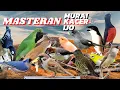 Lagu MASTERAN BURUNG MURAI KACER CUCAK IJO CENDET ISIAN BANYAK // JEDA RAPAT
