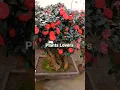Download Lagu Where do camellias grow best? || How to Grow and Care for Camellia Japonica #gardening #flowers
