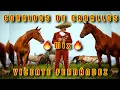 MIX VICENTE FERNANDEZ CORRIDOS DE CABALLOS