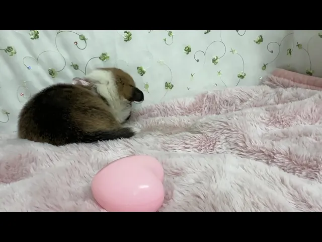 動画