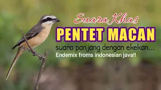 Download Suara Khas Pentet Macan MP3