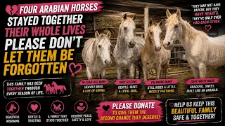 💔 Four Arabian Horses Stayed Together Their Whole Lives — Please Don’t Let Them Be Forgotten