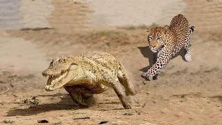 Top 5 Predators vs Predators | Lion vs Hyena, Eagle bs Wolf Amazing footage!