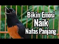 Download Lagu Suara Murai Batu Muda Hutan, Emosi Tinggi Nafas Panjang, Cocok Buat Pancingan Murai yang Loyo