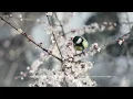 (No Ads) 3 Hours of Beautiful Classical Music | Beethoven, Chopin, Mozart | Relaxing & Healing