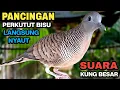 Lagu Perkutut Lokal GACOR Suara Kung Besar Pancingan Burung Perkutut Agar Bunyi.
