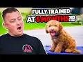 This Puppy Puts Most Dogs to Shame AMAZING Labradoodle Performs PERFECT Training Commands