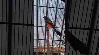 cendet suara gereja tarung speed rapat mewah gacor fighter sultanakbar