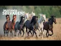 Download Lagu Oeste Americano, o último santuário dos Mustangs Selvagens