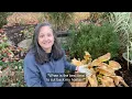 When to Cut Back Hostas
