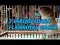 Download Lagu 3 VARIASI SUARA FLAMBOYAN GACOR NYERECET , NGEROL \u0026 NYULING