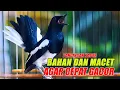 Download Lagu PANCINGAN KACER TERBAIK, PALING CEPAT BIKIN KACER BAHAN DAN KACER MACET CEPAT GACOR