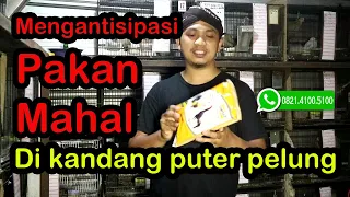 Download Mangentisipasi milet mahal di kandang puter pelung Bonekamu solusi hemat produksi lancar hasil puas MP3