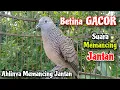 Download Lagu BETINA GACOR‼️Suara Perkutut Betina Memanggil JANTAN ~ The sound of a female turtledove calling male