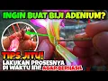 Download Lagu CARA MEMBUAT BIJI (PENYERBUKAN) ADENIUM