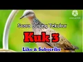 Download Lagu Suara Burung Tekukur Kuk 3 Mantap....