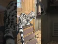 Download Lagu The Cute Small Spotted Genet | An Amazing Looking Animal | Branson's Wild World | Branson Missouri