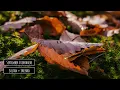 Sultan + Shepard - September Everywhere