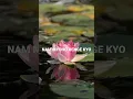 Download Lagu Nam Myoho Renge Kyo | Meditation Mantra without Ads | Miracle satisfaction | Peace #buddhism