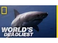 Great White Shark vs Seal World s Deadliest