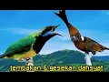 Lagu CILILIN VS CUCAK CUNGKOK  31 TEMBAKAN DAN GESEKAN DAHSYAT ISTIMEWA