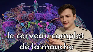 Le plus gros cerveau cartographié