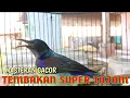 Download Lagu kolibri kelapa | manggar | wiceh | masteran korlap gacor tembakan super tajam buat burung bahan
