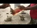 Da Conch Shack - Turks n Caicos