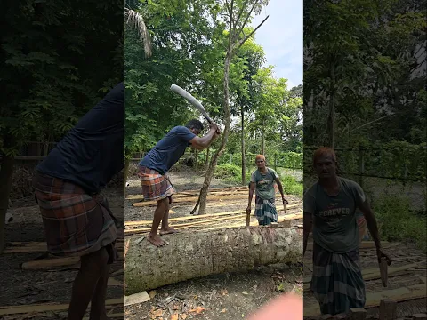 Plam Tree Cutting Technique