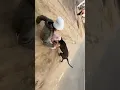 Download Lagu That’s why Pitbull is banned in India 😡 #pitbull #dog #dogshorts #doglovers #dogtraining #dogvideos