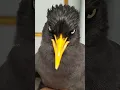 Download Lagu JALAK KEBO MATA KUNING-GACORNYA-#shortvideos #trending #burung #jalakkebo #subcreb #like