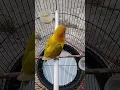 Download Lagu Love bird paud calon minor