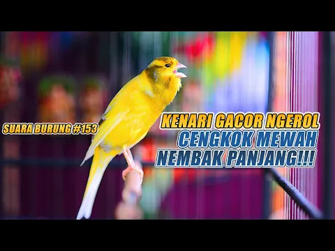 Download MP3 SUARA BURUNG |153| Kenari GACOR PANJANG INI Cocok untuk Masteran KENARI PAUD dan Kenari Macet BUNYI